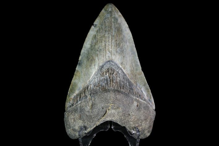 Fossil Megalodon Tooth - South Carolina #92698